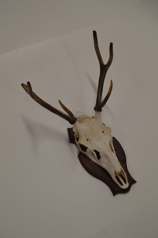 Deer Antlers On Wood