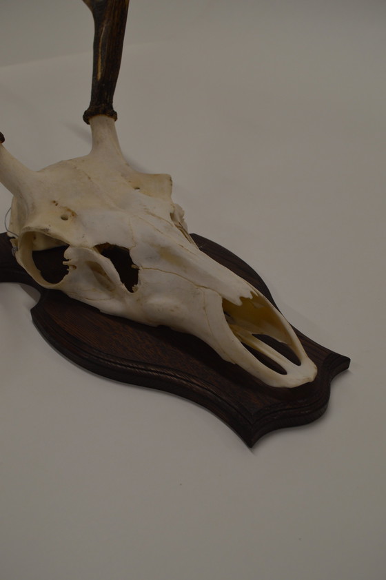 Image 1 of Deer Antlers On Wood