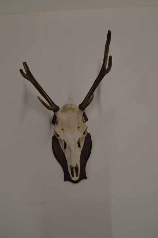 Deer Antlers On Wood