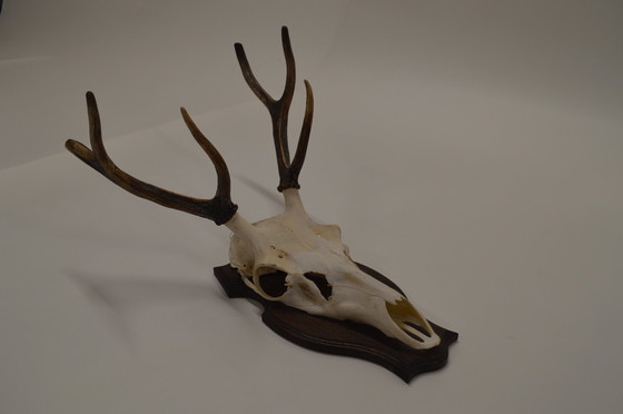 Image 1 of Deer Antlers On Wood