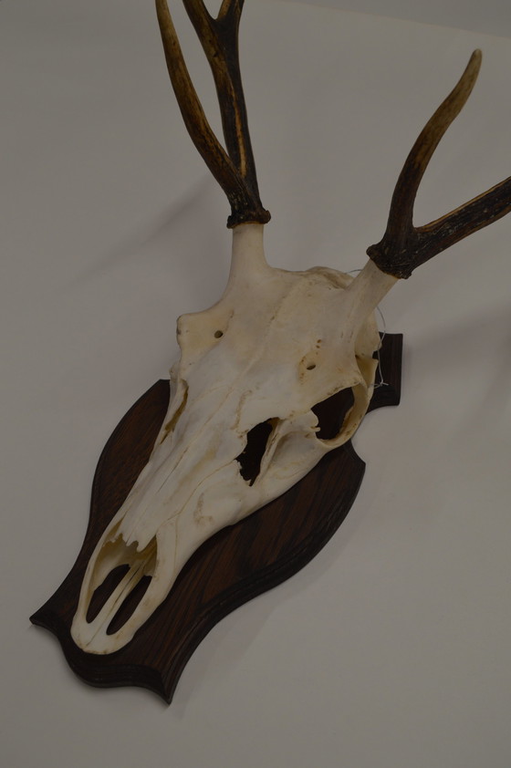 Image 1 of Deer Antlers On Wood