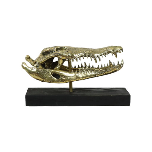 Grand crâne Crocodile d'eau salée Bronze