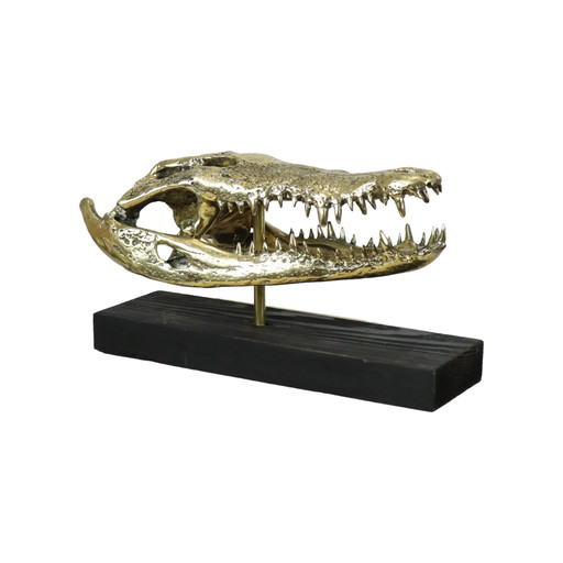 Grand crâne Crocodile d'eau salée Bronze