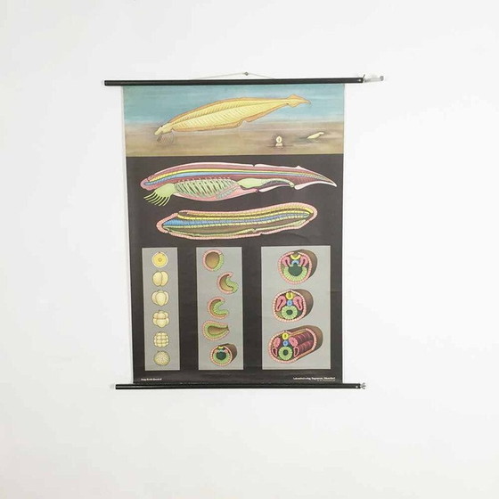 Image 1 of Vintage educational scrolling poster W. Hagemann and Jung-Koch Quentell for Düsseldorf, Germany 1969