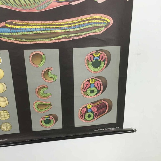 Image 1 of Vintage educational scrolling poster W. Hagemann and Jung-Koch Quentell for Düsseldorf, Germany 1969
