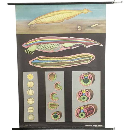 Vintage educational scrolling poster W. Hagemann and Jung-Koch Quentell for Düsseldorf, Germany 1969