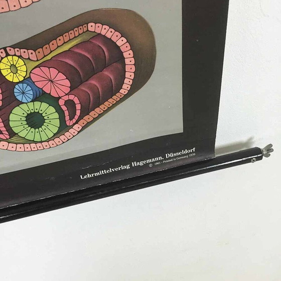 Image 1 of Vintage educational scrolling poster W. Hagemann and Jung-Koch Quentell for Düsseldorf, Germany 1969