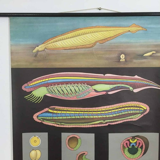 Image 1 of Vintage educational scrolling poster W. Hagemann and Jung-Koch Quentell for Düsseldorf, Germany 1969