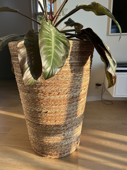 Large Wicker Flowerpot