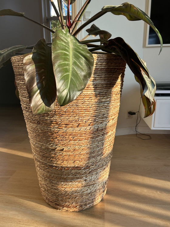 Image 1 of Large Wicker Flowerpot