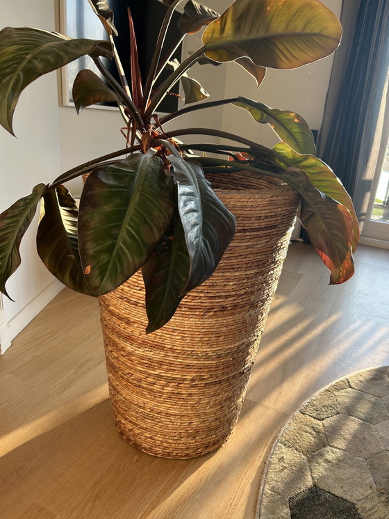 Image 1 of Large Wicker Flowerpot