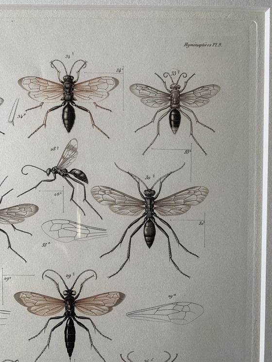 Image 1 of Lithography : Insects Of Madagascar