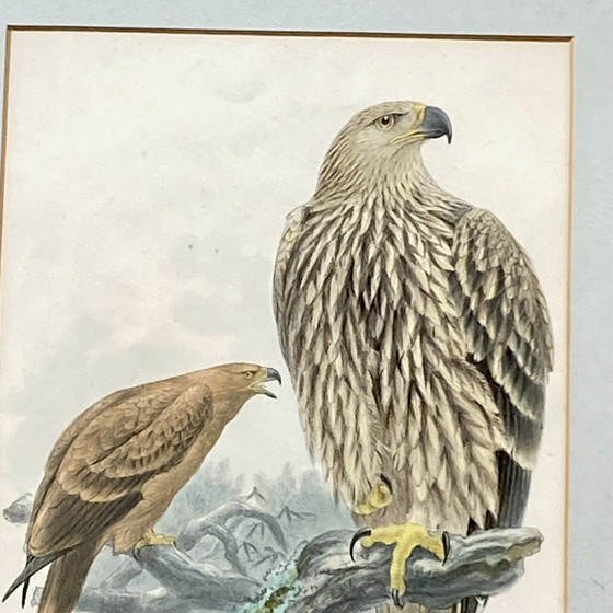 Image 1 of Dipinto con cornice litografia sotto vetro Disegno di Henry Eeles Aquila Adalberti e Aquila Mogilnik (Aquile) 