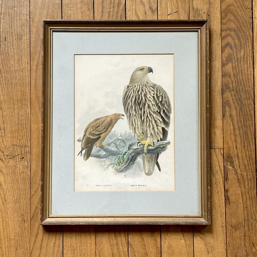 Tableau Cadre Lithographie Sous Verre Dessin De Henry Eeles Aquila Adalberti Et Aquila Mogilnik (Aigles)