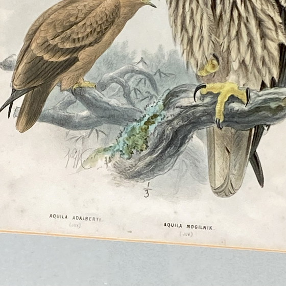 Image 1 of Dipinto con cornice litografia sotto vetro Disegno di Henry Eeles Aquila Adalberti e Aquila Mogilnik (Aquile) 