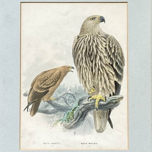 Tableau Cadre Lithographie Sous Verre Dessin De Henry Eeles Aquila Adalberti Et Aquila Mogilnik (Aigles)