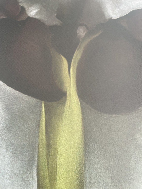 Image 1 of G. O’Keeffe (1887-1986), Dark Iris I, 1927, Copyright 1999- G.O’Keeffe/Sofam Belgique Editions  Pierre D’ Harville,