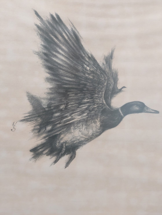 Image 1 of Kees van Scherpenzeel - Lithograph Duck