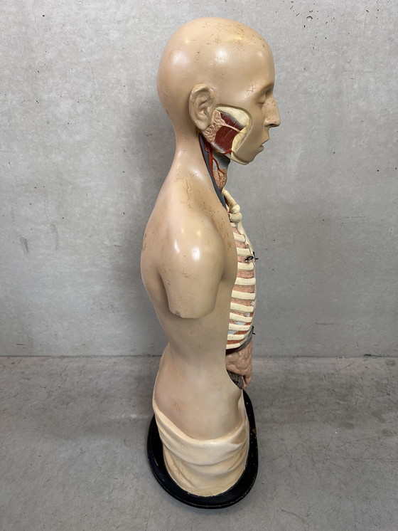 Image 1 of Antique Anatomical Model - Somso