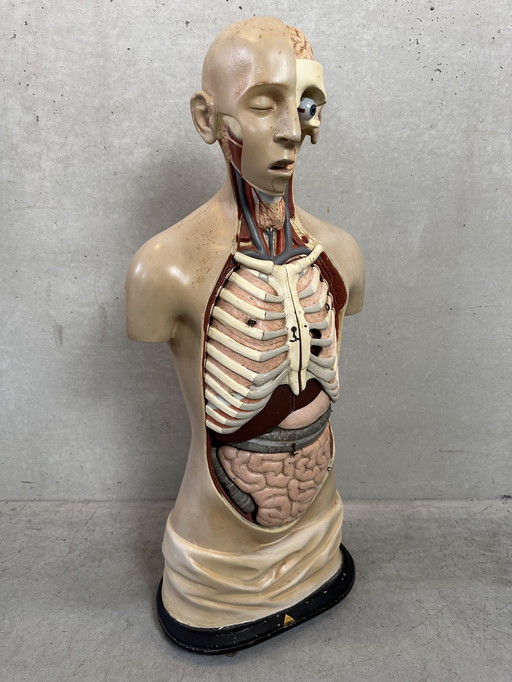 Antique Anatomical Model - Somso