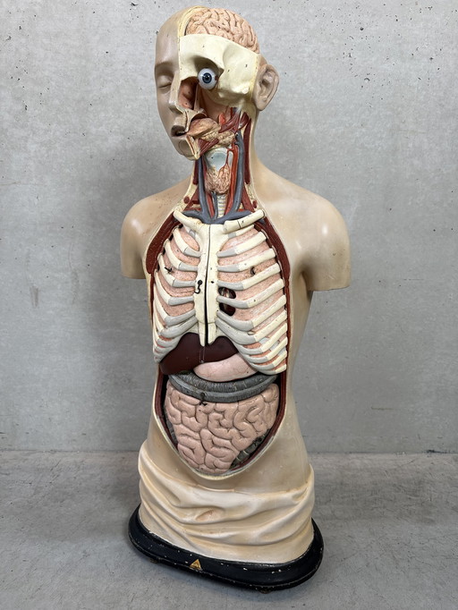 Antique Anatomical Model - Somso