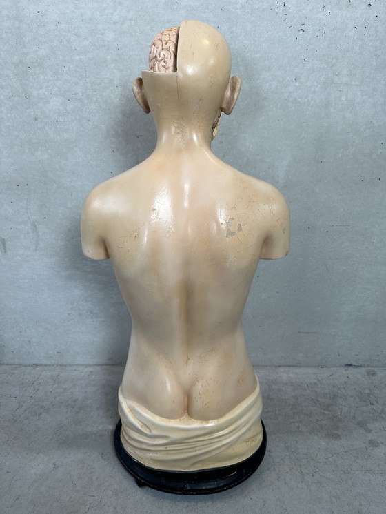 Image 1 of Antique Anatomical Model - Somso