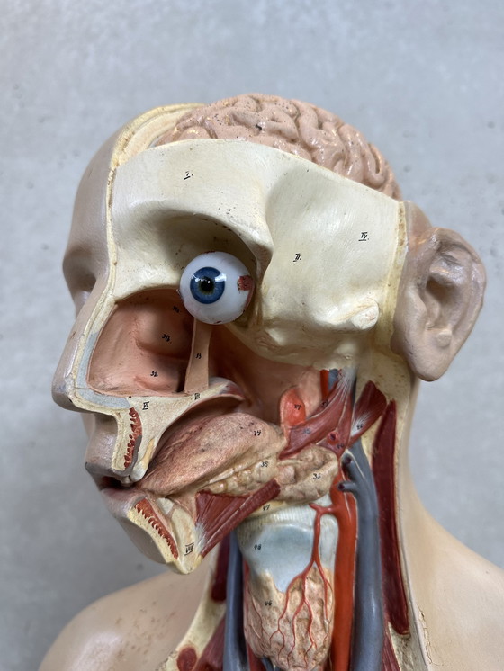 Image 1 of Antique Anatomical Model - Somso