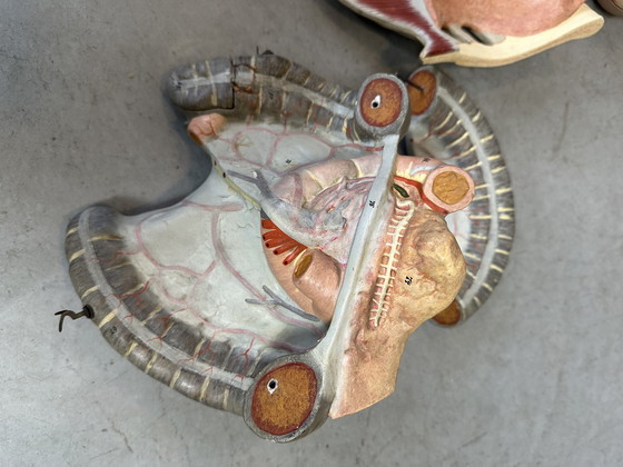 Image 1 of Antique Anatomical Model - Somso