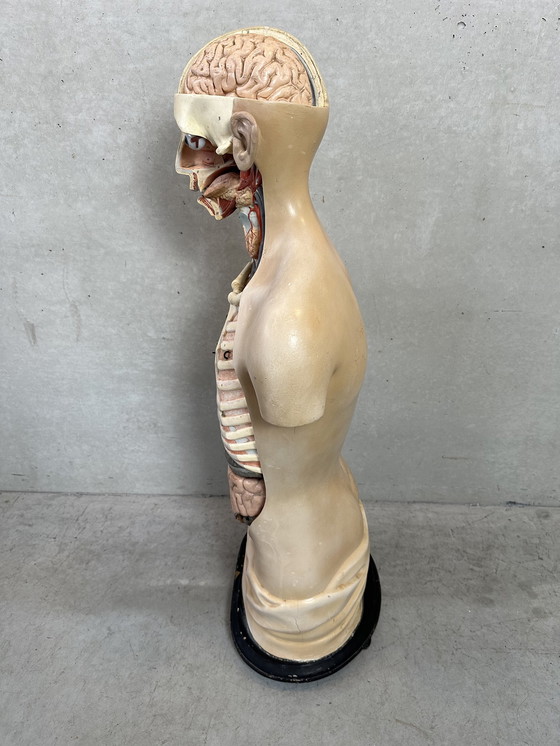 Image 1 of Antique Anatomical Model - Somso