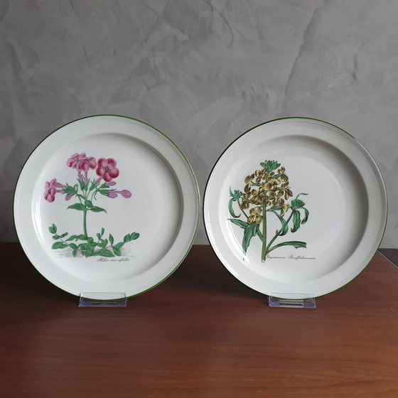 Image 1 of Dinnerware From Seltman Meadows Renate Flowers With Latin Designation