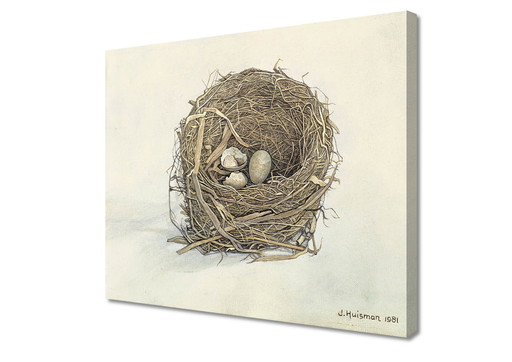 Jopie Huisman--------Blackbird nest