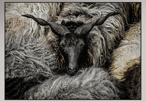 Art Photo Sheep (Racka)