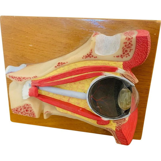 Image 1 of Vintage skinned representing a cut of the eye