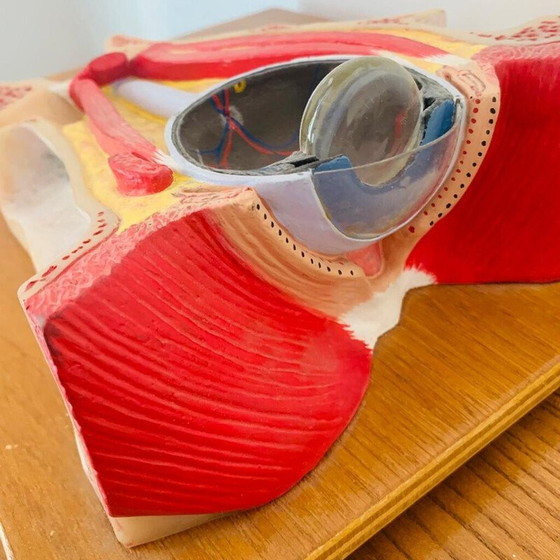 Image 1 of Vintage skinned representing a cut of the eye