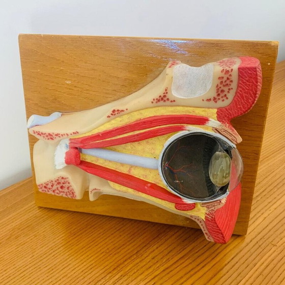 Image 1 of Vintage skinned representing a cut of the eye