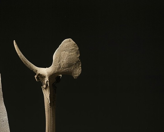 Image 1 of Remnants of an Extinct Symphony