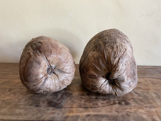 Image 1 of 2 X Decorative Coconut Nuts