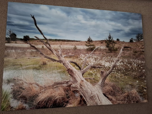 Photo sur plexiglas avec aluminium