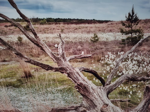 Photo sur plexiglas avec aluminium