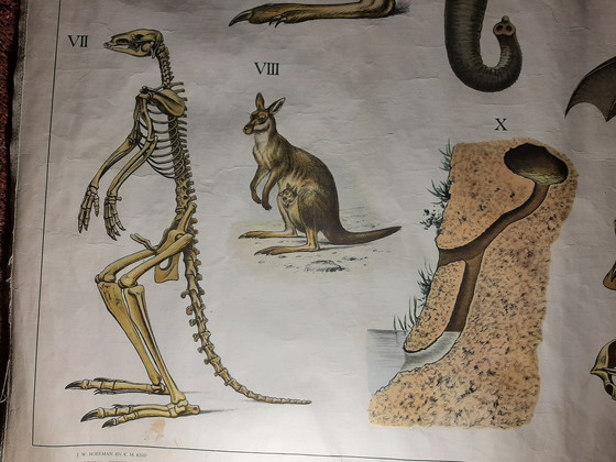 Image 1 of Schoolplate ´The Australian Animal World´