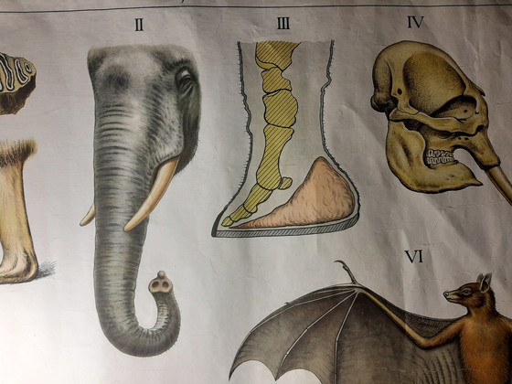 Image 1 of Schoolplate ´The Australian Animal World´