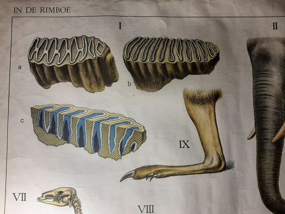 Image 1 of Schoolplate ´The Australian Animal World´