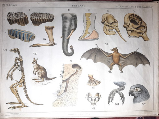 Schoolplate ´The Australian Animal World´