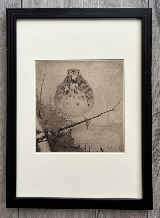 Image 1 of Jan Mankes - Héliogravure originale encadrée Grive sur branche 1923