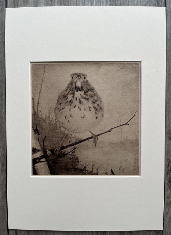 Image 1 of Jan Mankes - Original Framed Heliogravure Thrush on Branch 1923