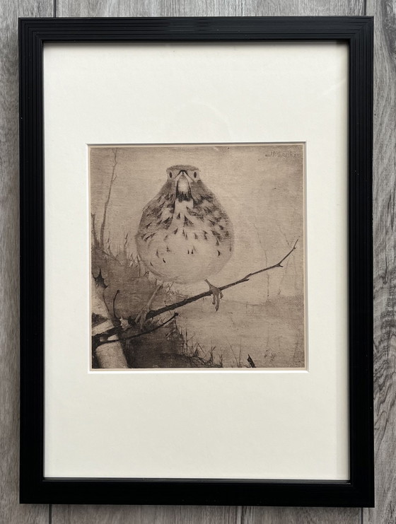 Image 1 of Jan Mankes - Original Framed Heliogravure Thrush on Branch 1923