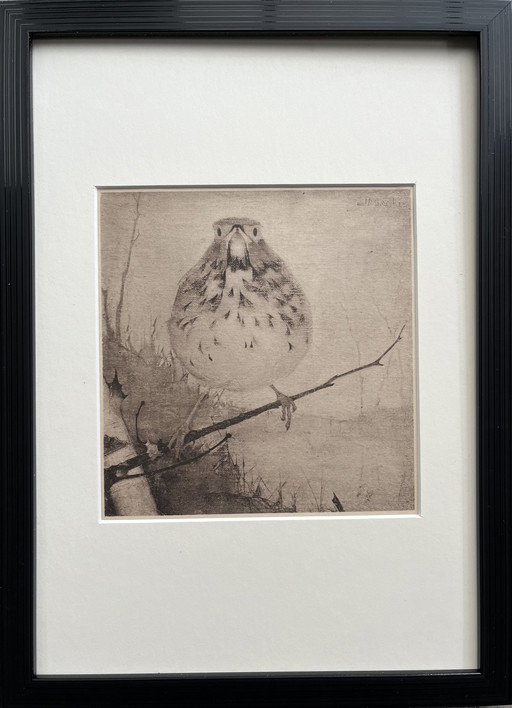 Jan Mankes - Original Framed Heliogravure Thrush on Branch 1923