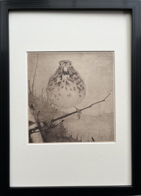 Image 1 of Jan Mankes - Original Framed Heliogravure Thrush on Branch 1923