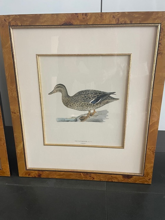 Image 1 of Wilhelm von Wright Lithographie Canard sauvage et sarcelle