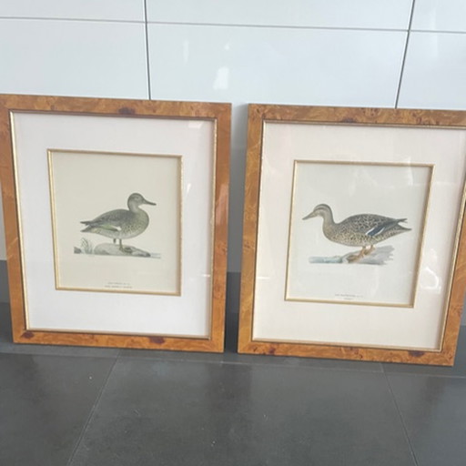 Wilhelm von Wright Lithographie Canard sauvage et sarcelle